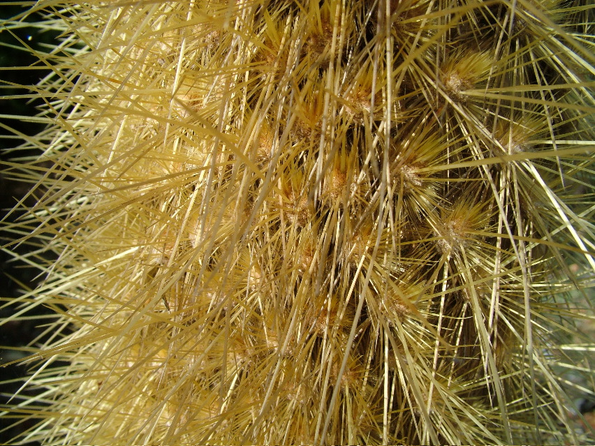 DSCF3603.JPG