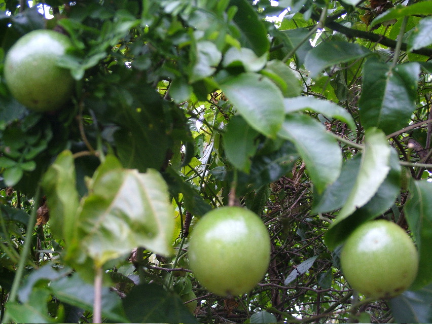 DSCF3631.JPG