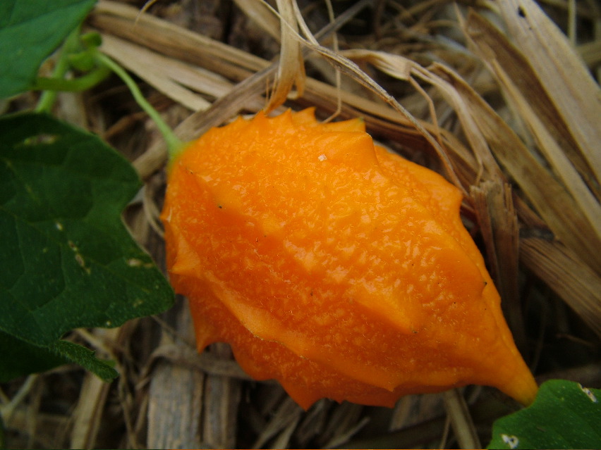 DSCF3641.JPG