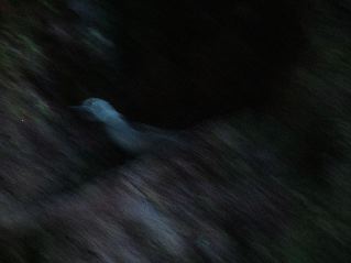 DSCF3442.JPG