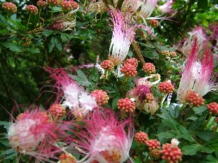 DSCF3152.JPG