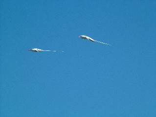 DSCF3692.JPG