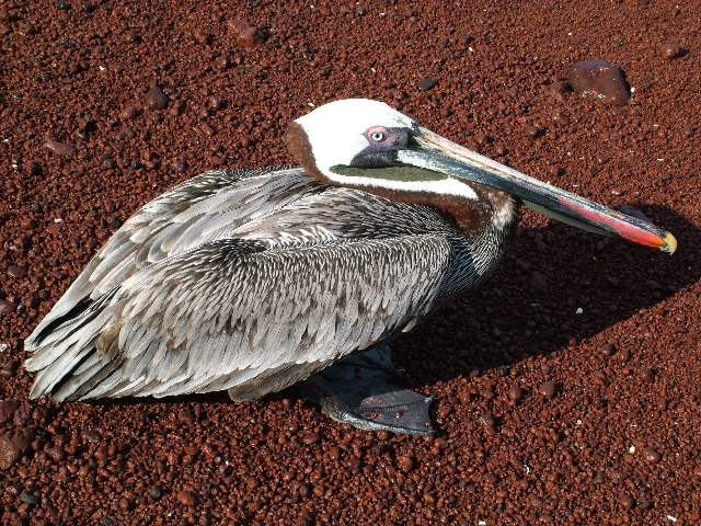 DSCF1574.JPG