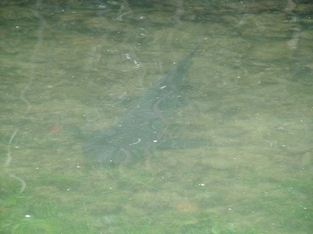 DSCF1594.JPG