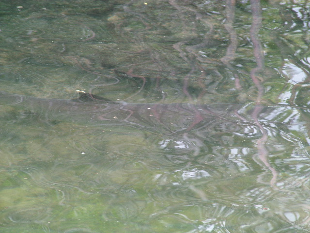 DSCF1596.JPG