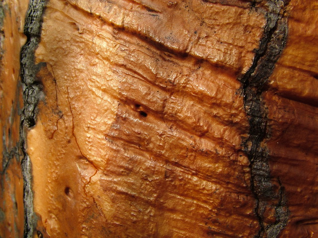 DSCF1654.JPG