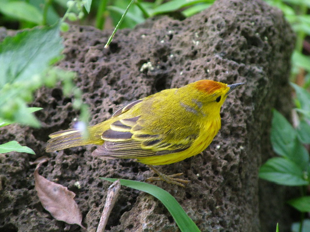 DSCF1781.JPG