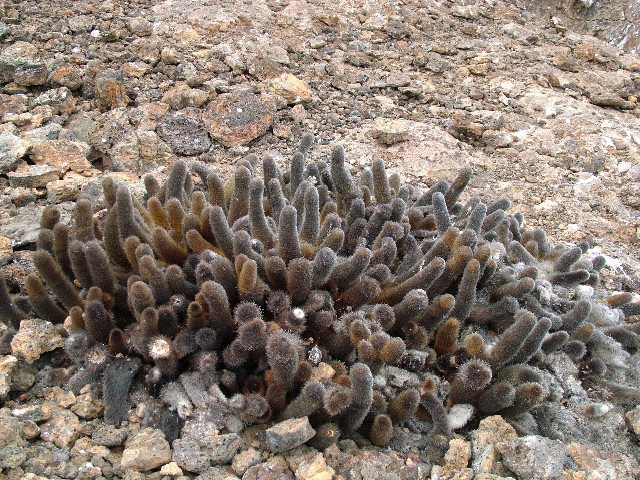 DSCF1224.JPG
