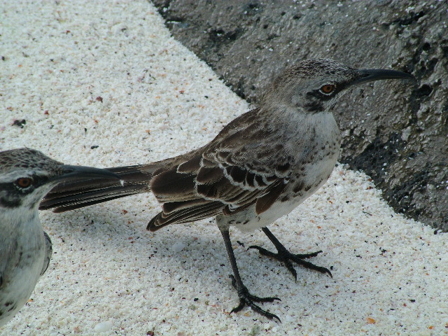 DSCF1822.JPG