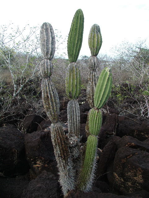DSCF1964.JPG