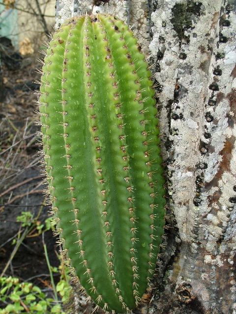 DSCF1965.JPG