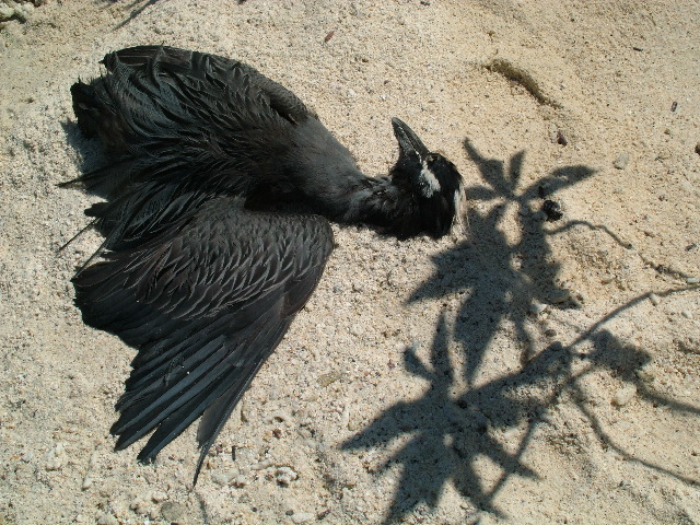 DSCF1259.JPG