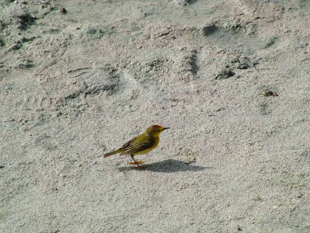 DSCF1306.JPG