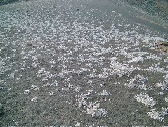 DSCF1417.JPG