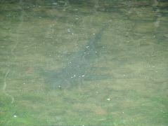 DSCF1594.JPG