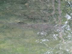 DSCF1596.JPG