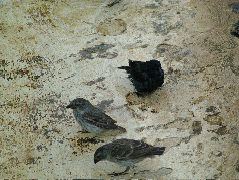 DSCF1689.JPG