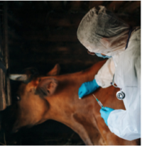 person wearing protective clothing giving cow an injection