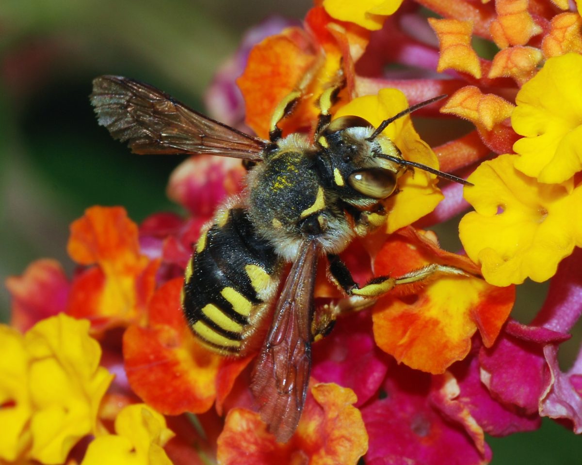 Bee Declines Threatens US Crops