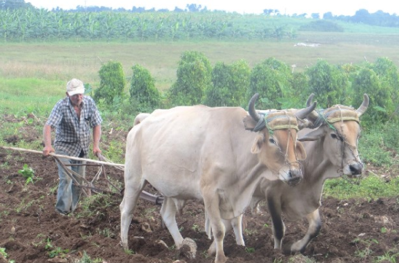 Towards a Culture of Nature in Cuba: Voices from the Field