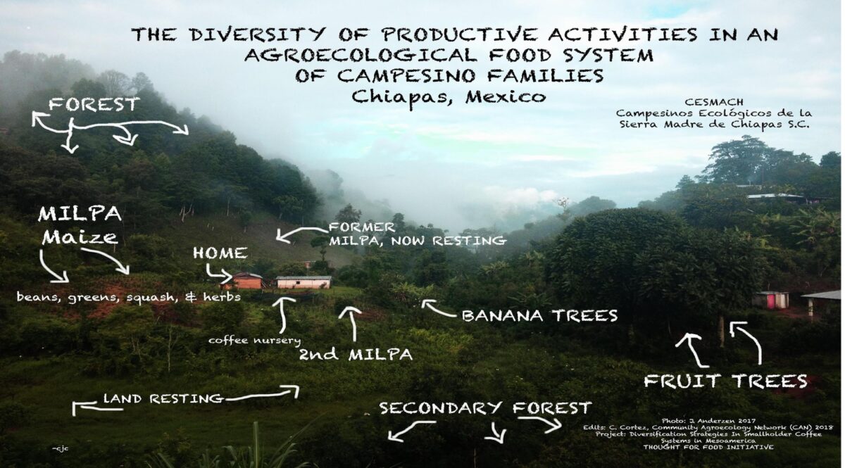 Blog on the ALC’s ‘Assessment of Diversification Strategies in Smallholder Coffee Systems of Mesoamerica’ project