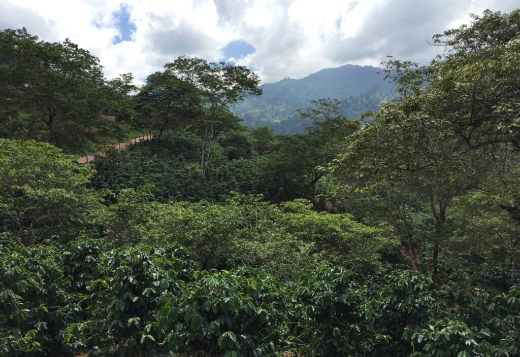 Growing Arabica coffee under shade vegetation, the department of Copán, Honduras, 2015. Photo: Ernesto Méndez.