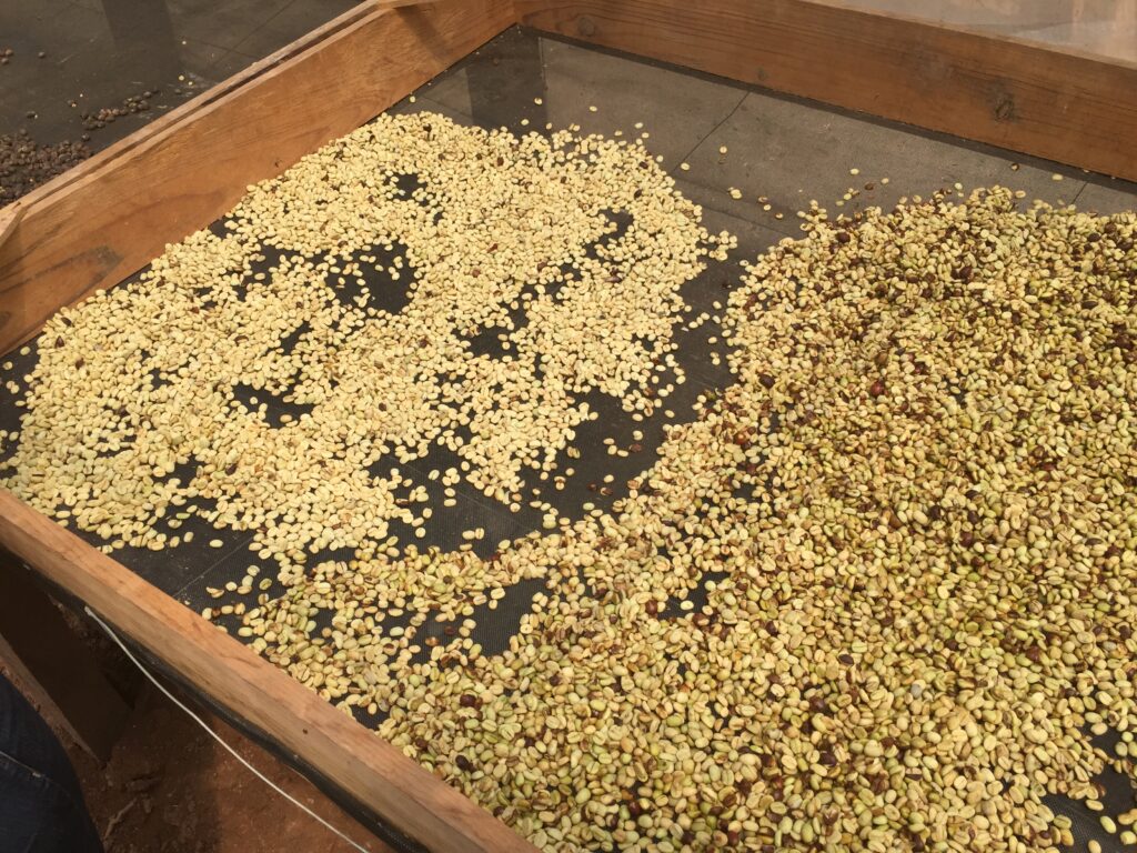 Arabica coffee drying, western Honduras, 2015. Photo: Ernesto Méndez.
