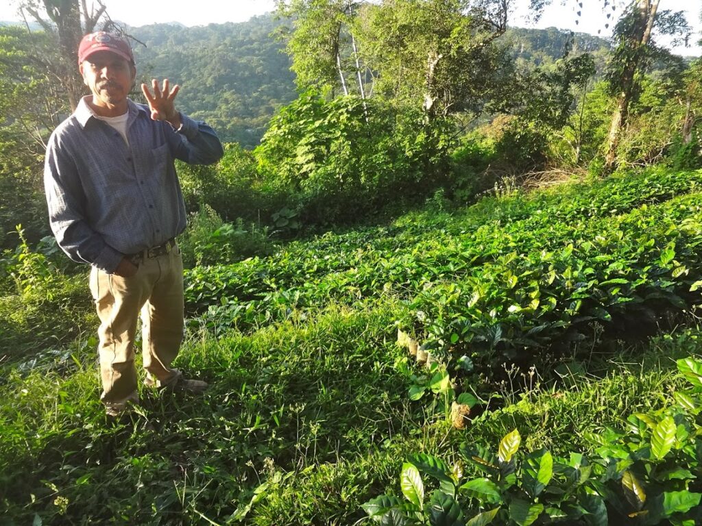 Demonstration plot of Cafenica, a national organization for coffee producers, in Northern Nicaragua (2015). Photo: Janica Anderzén.