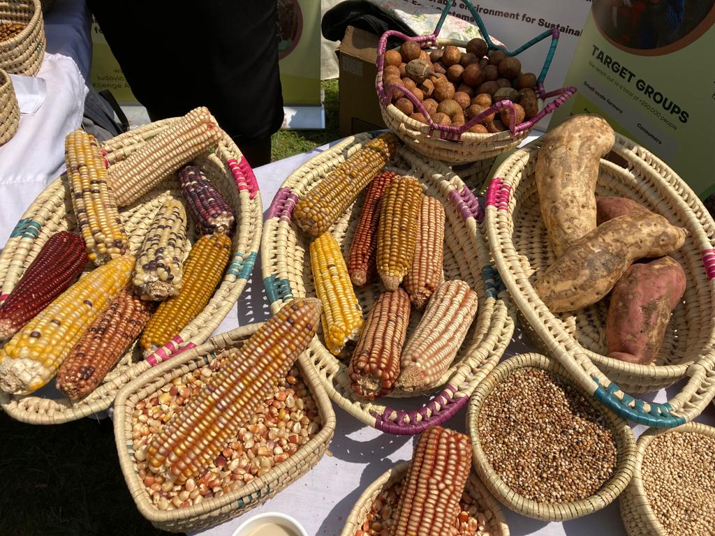 Maize varieties in Northern Tanzania