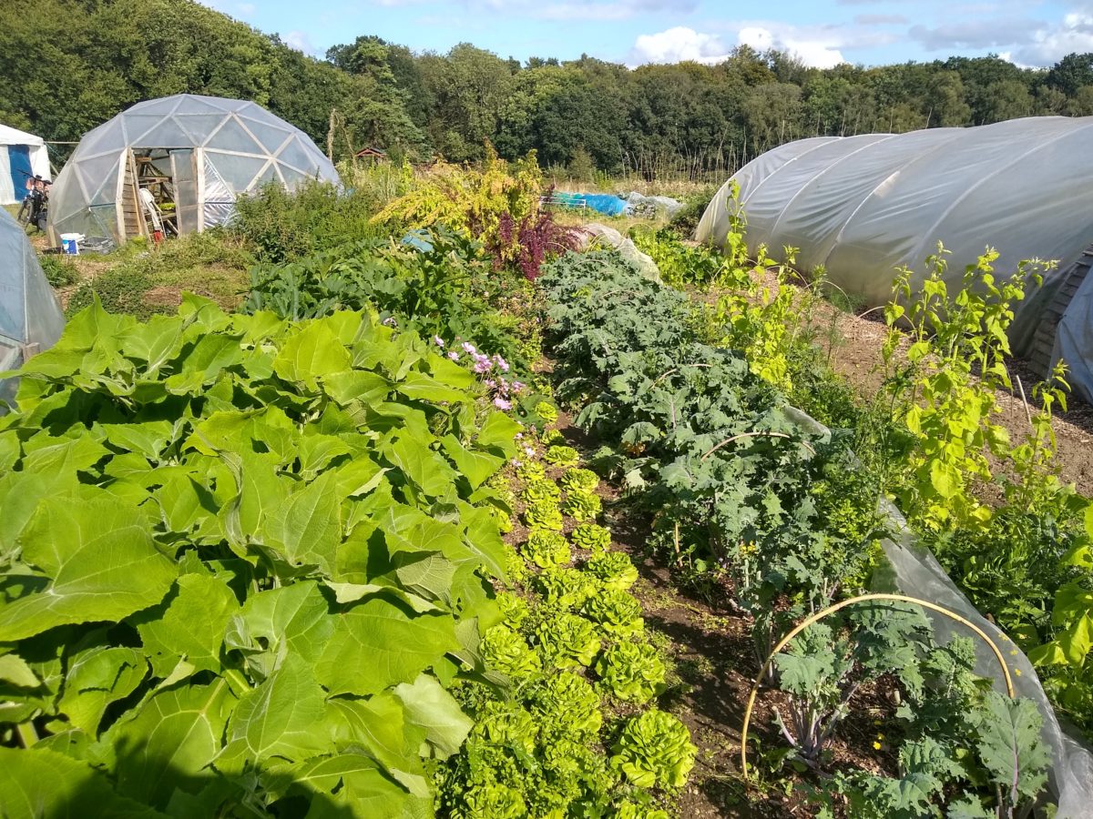 Event – Towards agroecological futures: Learnings from participatory action research processes in Spain￼