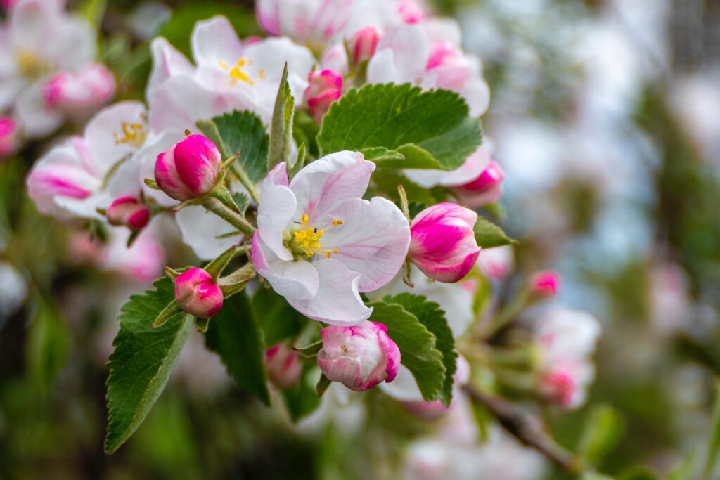 Apple Blosoms