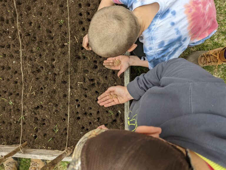 Students from Reach! Hardwick work with Emily Cayer of the Northeast Grainshed Alliance to learn about local wheat, and plant a grain patch at Atkins Field. The SQFT Garden - Atkins Field 2022 1x 16SQFT Loaf of Bread and 4x 4SQFT Muffins were planted.