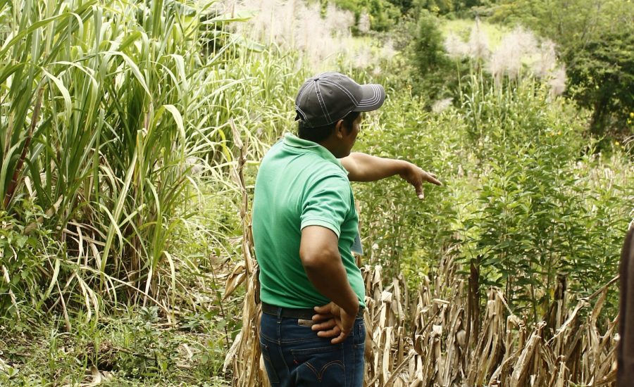 Don Alvaro, a member of PRODECOOP is showing his family´s garden on which they have milpa, coffee, vegetables, porks and poultry Northern Nicaragua. Photo: Alejandra Guzmán Luna