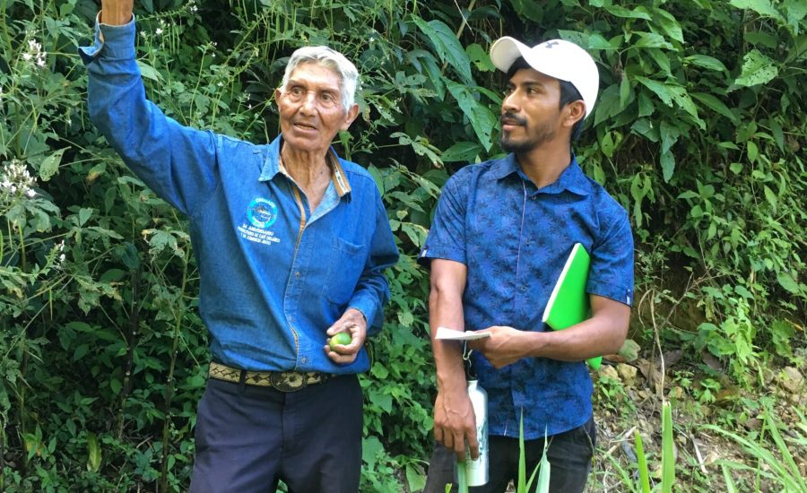 Bernardo, a young community facilitator learning from an elder coffee producer in Laguna del Cofre, Mexico. 2019. Photo: Alejandra Guzmán Luna