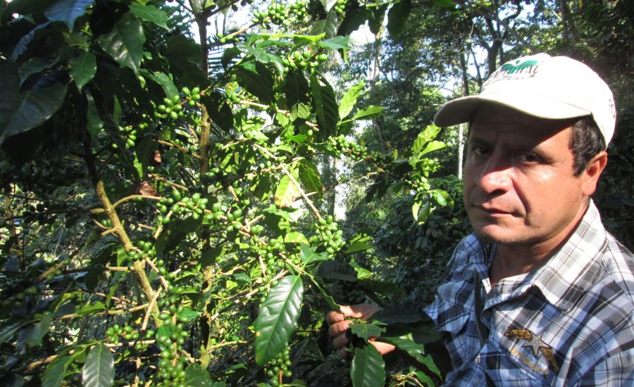 Coffee producer and cooperative extension agent with a healthy coffee plant unaffected by coffee leaf rust. Photo: Andrew Gerlicz