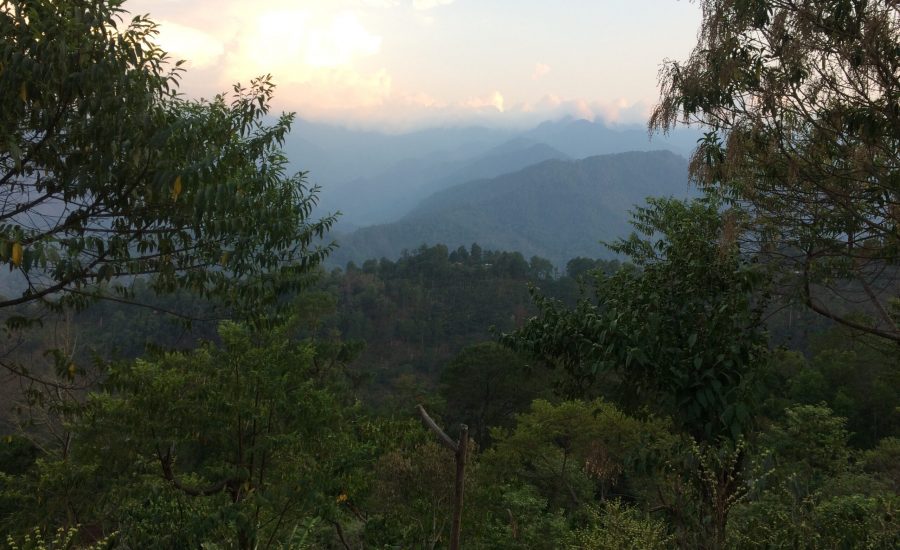 A diverse shade-coffee agroforestry system in Concepción Pinada, Chiapas, Mexico. Photo: Janica Anderzén