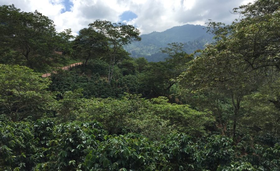 Growing Arabica coffee under shade vegetation, the department of Copán, Honduras, 2015. Photo: Ernesto Méndez.