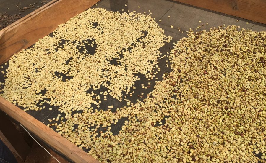 Arabica coffee drying, western Honduras, 2015. Photo: Ernesto Méndez.