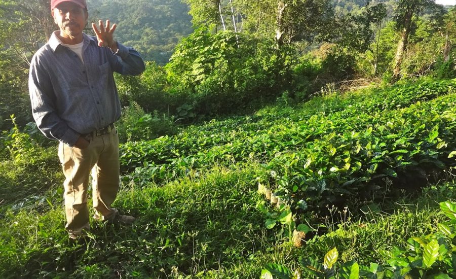 Demonstration plot of Cafenica, a national organization for coffee producers, in Northern Nicaragua (2015). Photo: Janica Anderzén.