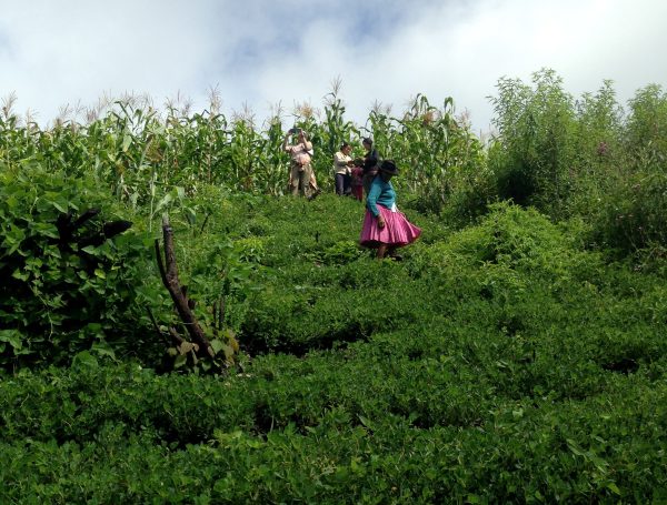 Visitors admire a corn and bean plot in Bolivian Andes