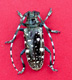 Female Asian longhorned beetle