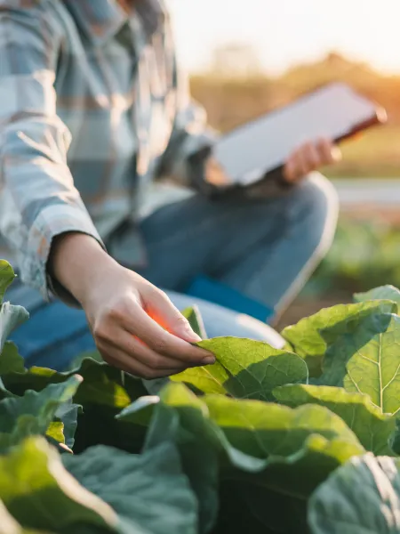 Photo of someone with light skin crouching with a tablet in one hand and the other hand examining some leaves in a patch of greens