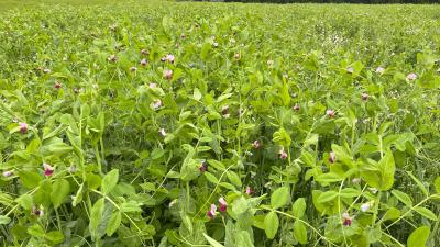 Spring cover crops
