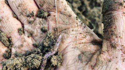 Worm and soil in hand