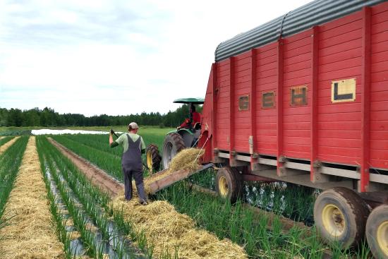 Mulching pathways between rows of onions with chopped winter rye.