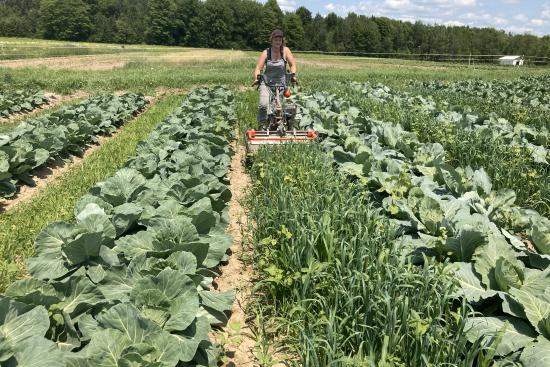Mowing a living aisle between rows of brassicas.