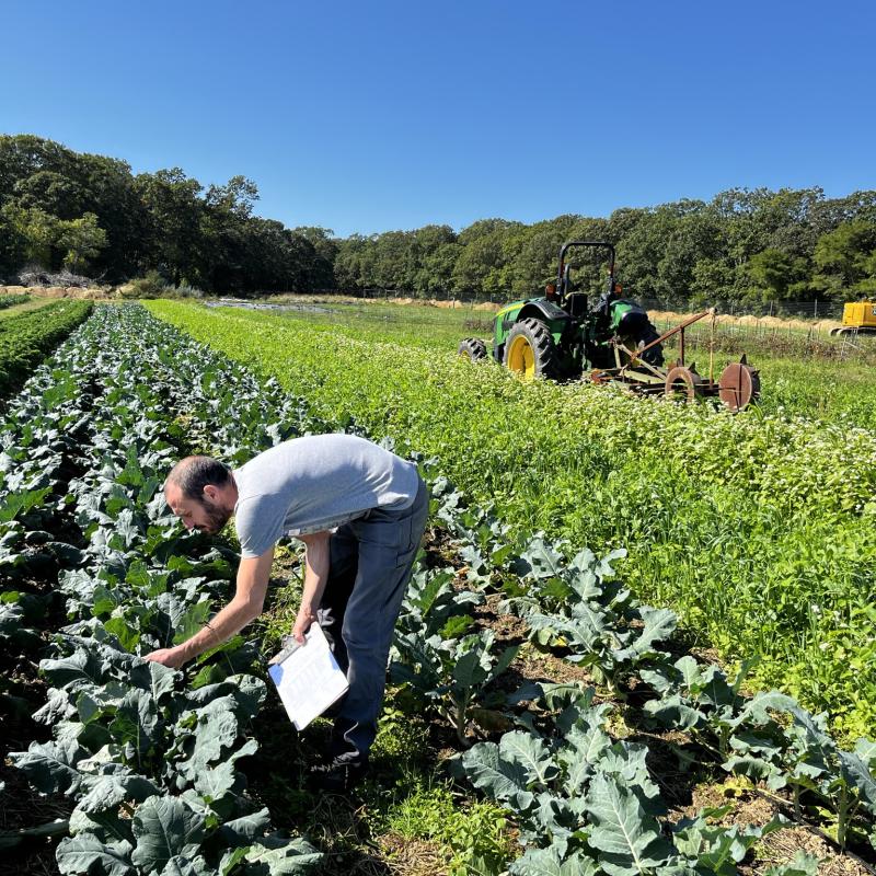 Field of vegetables and farmer