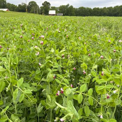 Spring cover crops