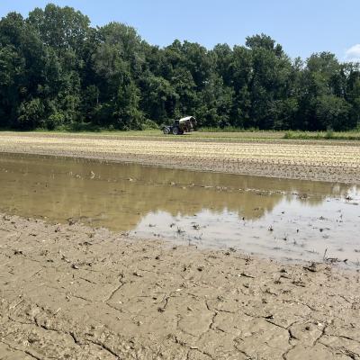 Flooded field