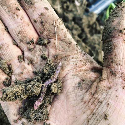 Worm and soil in hand